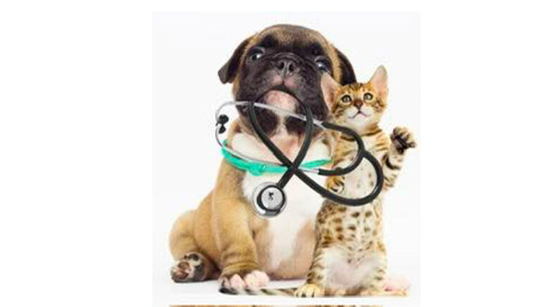 countryside vetinary clinic 5 768x436