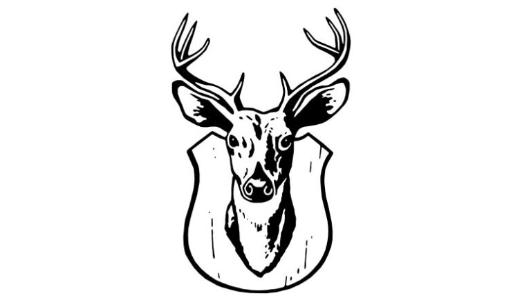 morgan taxidermy 3 768x435