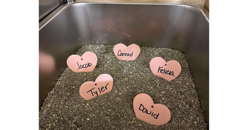 northern paws pet shoppe 2026 01 21 850x443