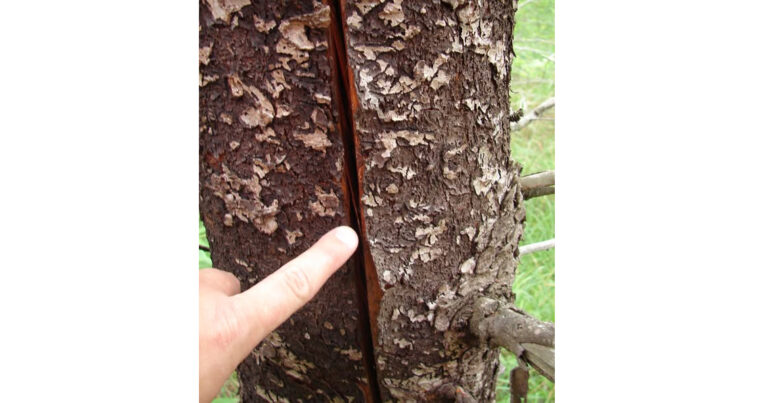 wdnr tree with crack 768x403