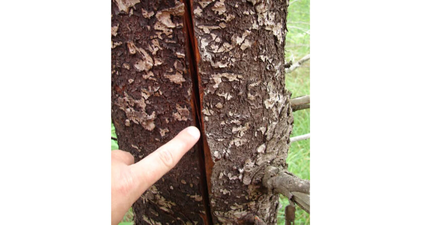 wdnr tree with crack 850x446