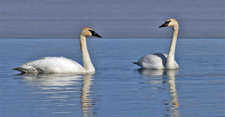 wi dnr trumpeter swans