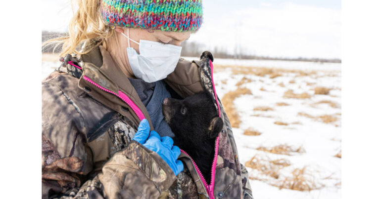 widnr bear den survey 2026 01 29 768x403