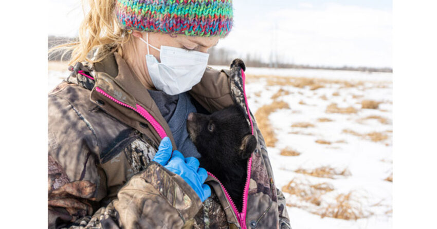 widnr bear den survey 2026 01 29 850x446