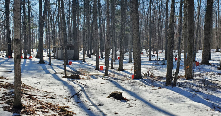 bear paw scout camp maple syrup 768x402