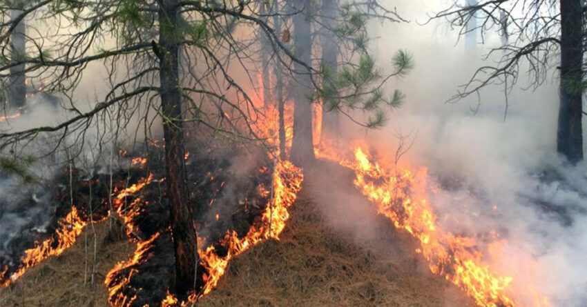 us forest service prescribed burn 850x445