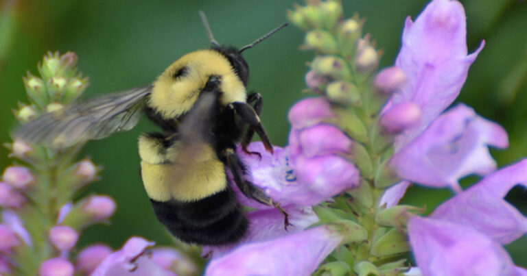 wi dnr 2026 03 11 768x403