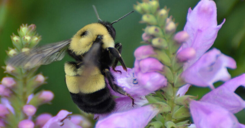 wi dnr 2026 03 11 850x446