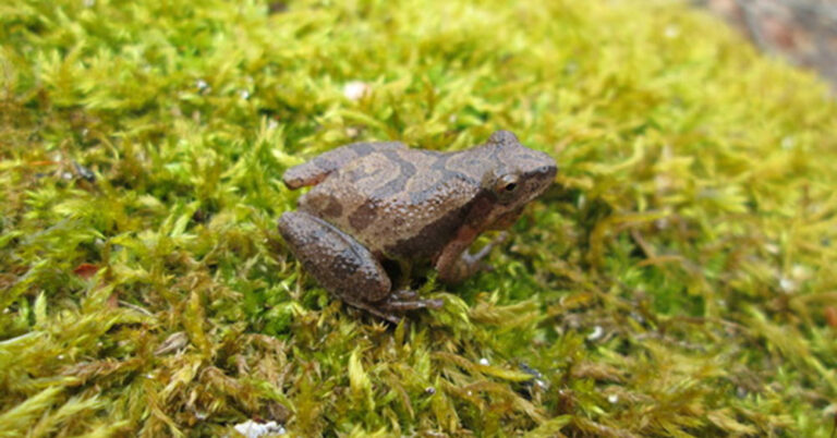 wi dnr frog 768x402