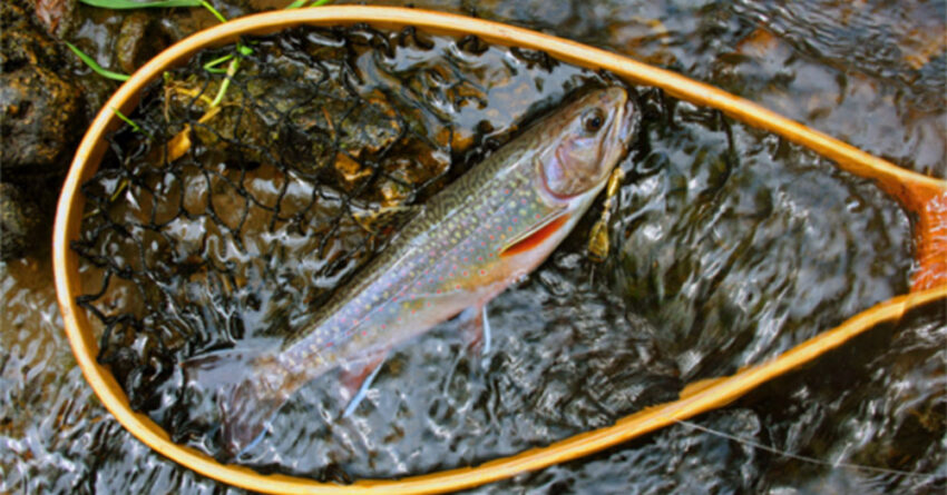 wi dnr trout 850x445