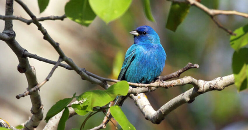 conservation news 2026 04 17 850x445