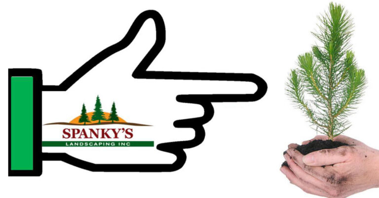 spankys free seedlings 2026 05 02 1200x628 1 768x402
