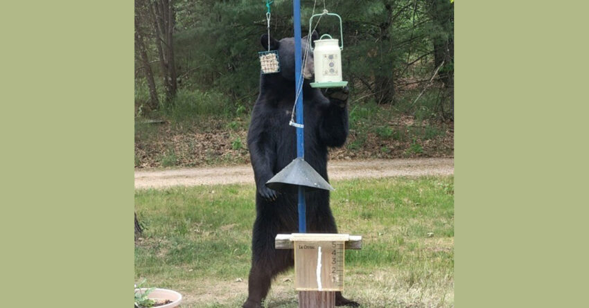 wi dnr black bear 2026 04 03 850x445