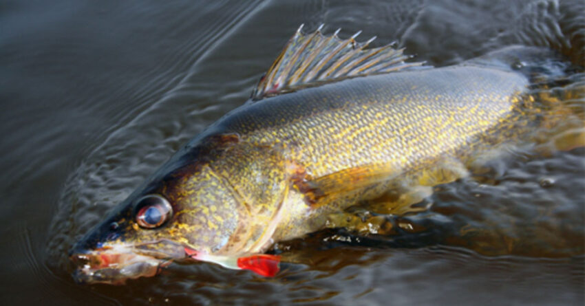 wi dnr inland fishing 2026 04 07 850x445