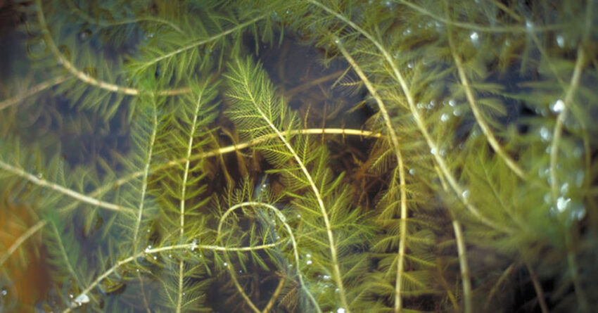 eurasian watermilfoil 850x445