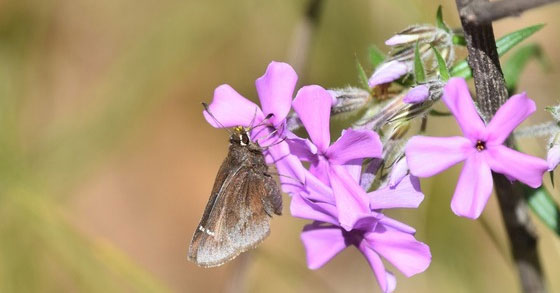 dusted skippers widnr