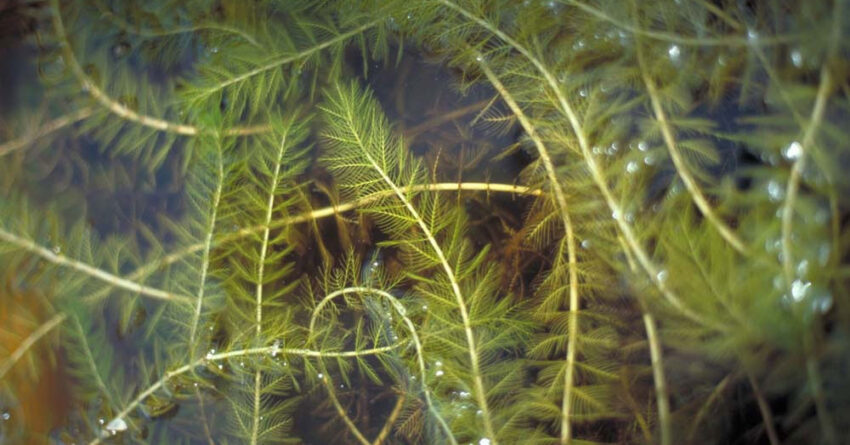 milfoil 850x445