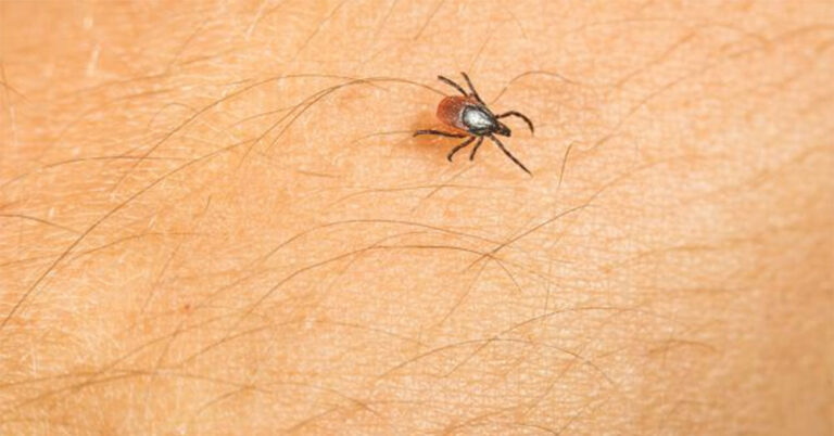 tick wi dept health services 768x402