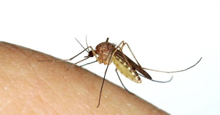 west nile wi dnr 768x402