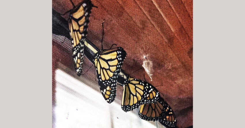 monarch2 banner 850x445
