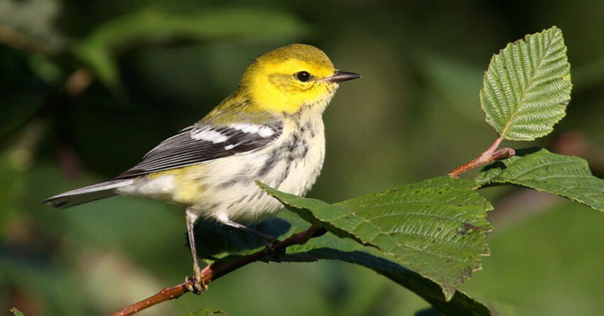 black throated green warbler cropped 850x445