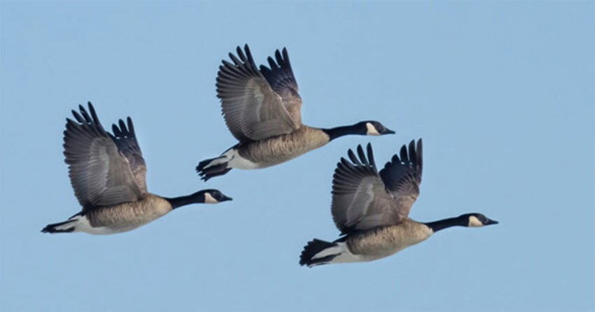 geese in flight 850x446
