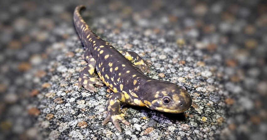 reptile widnr 1 850x446