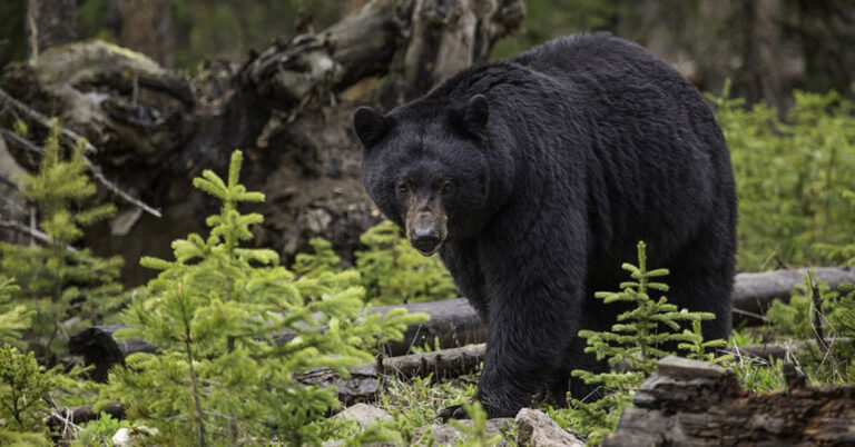 wi dnr black bear 768x402