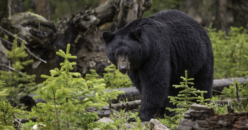 wi dnr black bear 850x445