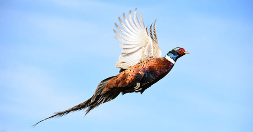 2026 pheasant season 850x445