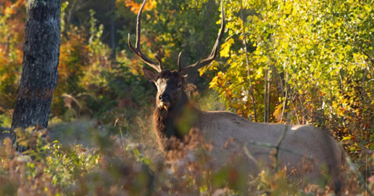 wi dnr elk 768x402