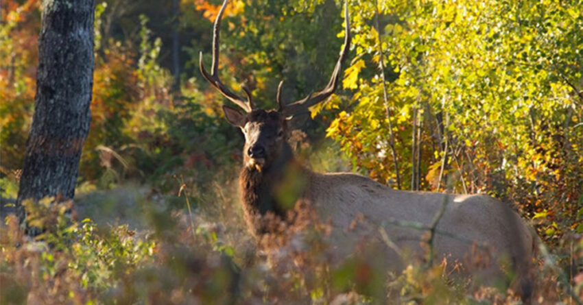 wi dnr elk 850x445